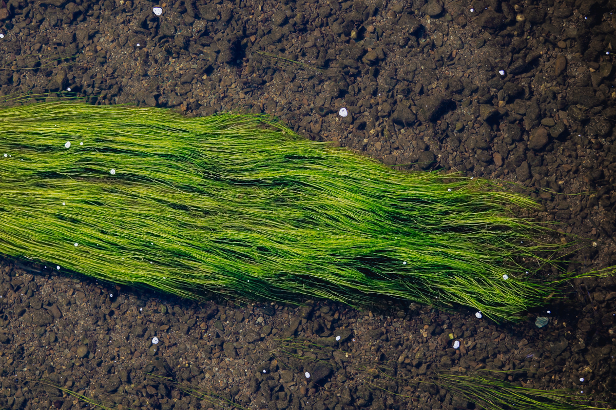 69-2310-revier-wier (1 van 1).jpg